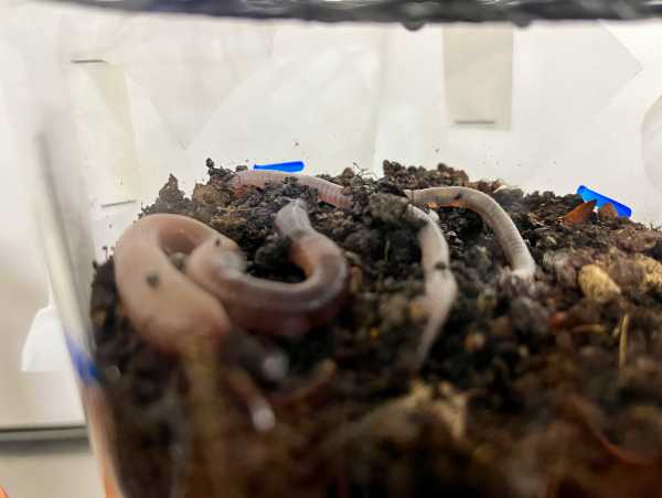 earth worms