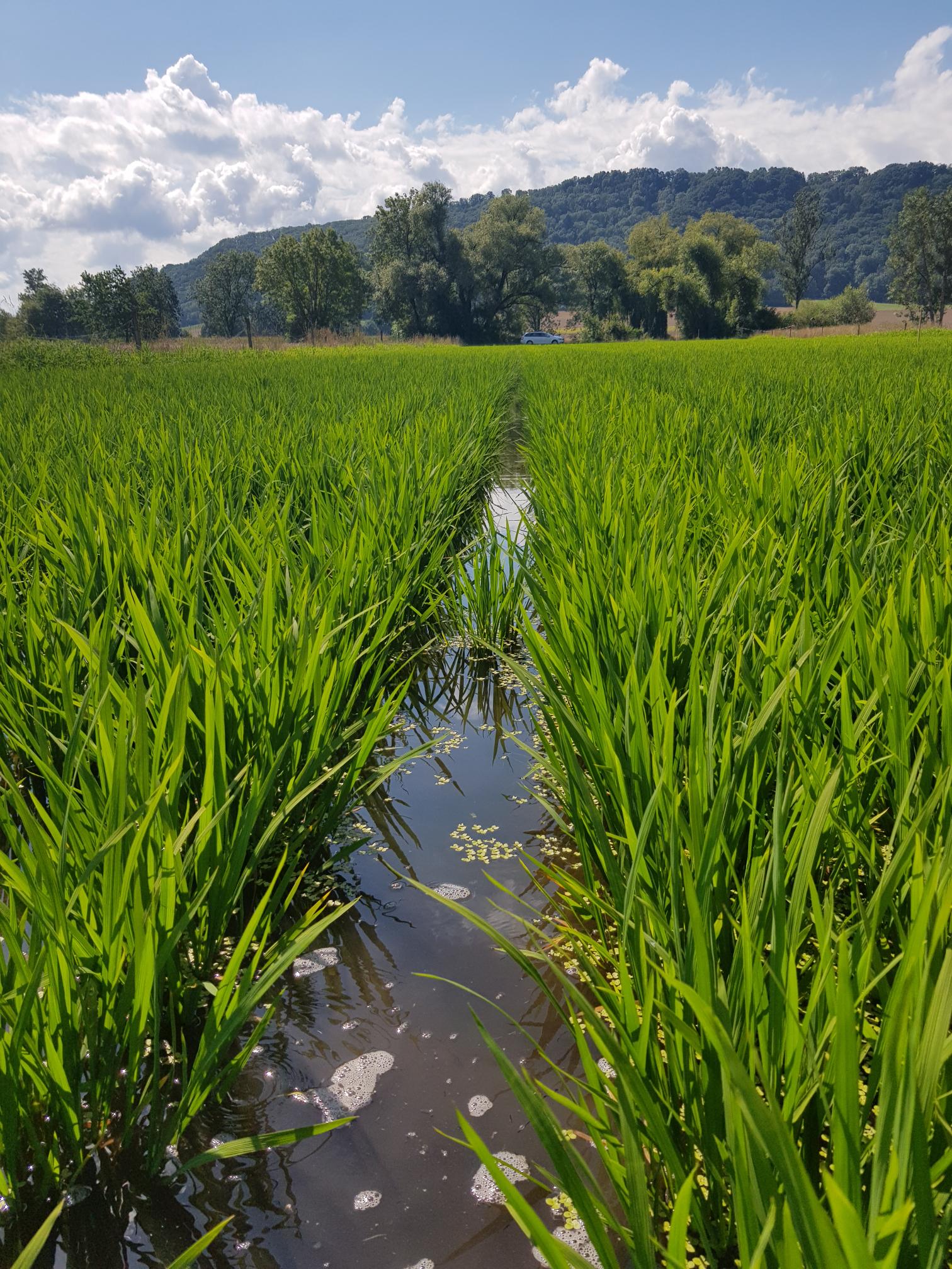 Paddy rice Switzerland