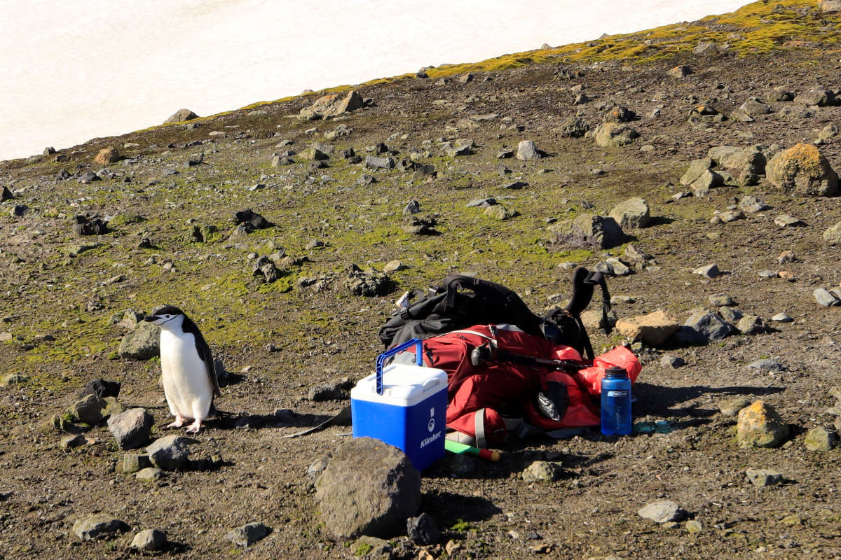 Nutrient Sources And The Spatial Distribution Of Mosses In An Antarctic 